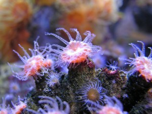 sydney-aquarium