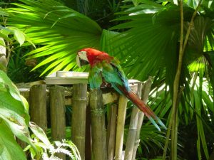 Amazon Rain Forest